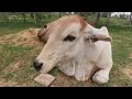 Baby cow playtime at home |​ my activity with my cow
