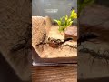 Huge Ants Hunt Down A Roach 🪳