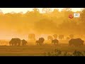 Elephant Diaries | A Large Wild Elephant Herd in Sri Lanka - Creating a Magical Scenery