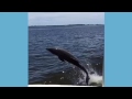Dolphin Jumping in South West Florida.