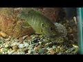 Aggressive WILD FISH frenzy raw footage