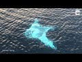 Drone Captures Huge White Manta Ray