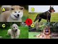 Which Dog Breeds Have the Strongest BITE FORCE? | Dog Bites Force Comparison Quiz