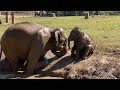 Baby Elephant (6 months) playing in the mud and chasing tourists!.
