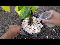 Amazing Ideas to Grow Money Plant Like a Tree - Money Plant Decoration for Indoor & Outdoor