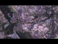 4K映像 桜の名所「実相寺の山高神代桜 春満開編」cherry blossom japan 日本最古 樹齢2000年 日本の美しい四季 山梨県北杜市 3月下旬 お花見 絶景自然風景