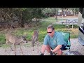 Feeding Deer in Texas