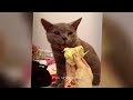 Funny Cats Videos 2024 😸 Funny Cat Videos − Funny Cats