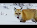 Fox Dives Head First in to Snow | Planet Earth II | BBC Earth