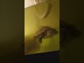 my pet turtle