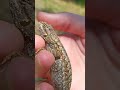 Rescuing a lizard live! (Live when it was recorded)