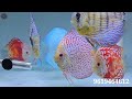 EXOTIC DISCUS BABIES FOR SALE | HIGH QUALITY DISCUS FISH