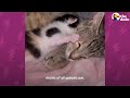 Kitten Left Without a Home is Adopted by One Special Momma | The Dodo Little But Fierce