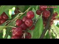 GOLDEN AUTUMN OLIVE BERRIES II BLACK LOCUST TREE II ARROWWOOD VIBURNUM🫐🍒