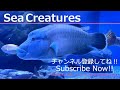 【4K Japan Aquarium】Sapphire damsel【Subscribe Now】