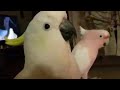 Danceing parrot gofin Cacato and selfer Cacato