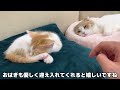 先輩猫に喧嘩を売ったら初めて反撃された子猫がまさかのこうなっちゃいました…