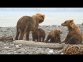 Alaska's Great Kodiak Bears - Ayakulik Adventures