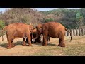 Baby Elephant Calls For Her Herd! - ElephantNews