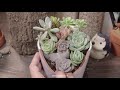 8 Succulent DIY Ideas