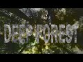 Deep forest