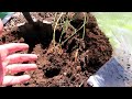 How to Plant Blueberries Perfectly & Manage Acidic Soil: All the Steps for Vigorous 1st Year Growth
