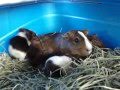 Baby Guinea Pigs 2 hours old and already popcorning!