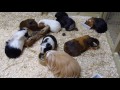 Daily Guinea Pig Routine