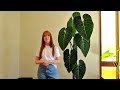 HUGE LEAVES!? Philodendron Glorious care tips!