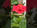 #hibiscus #homesetup #homegarden #bangalore#subscribe #hibiscuslove