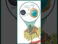 Natural Killer cells explained in 1 minute | NK cell and its role in immunity | 1 minute immunology