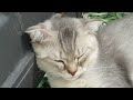 Funniest Dogs And Cats Videos 2024😺You Laugh You Lose🐶