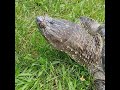 Friendly Pet Snapping Turtle's Sunny Stroll #snappingturtles #foryou