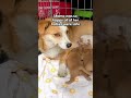 Mama Dog Was Protecting Her Newborn Puppies On Side Of Road | The Dodo