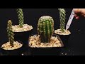 Planting Cacti - Opuntia Cylindrica and Echinobivia Rainbow Burst