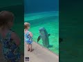 Little girl and super social dolphin stop to have a sweet chat | Humankind #shorts #goodnews