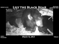 March 16, 2013 - Lily the Black Bear and her cubs - Highlights from the den