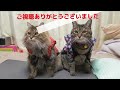 【ねこうんちく】ネコ＋マタタビ＝安全で依存性なし？　Cat + Matatabi = Safe and Dependent Free?　#マタタビ #安全  #ネコ #safety