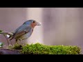 Birds Singing Without Music, 8 Hour Bird Sounds Relaxation, Soothing Nature Sounds, Birds Chirping