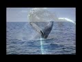3 Hours of Whale Sounds Underwaterfor Sleep and Relaxation