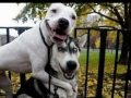 WHO LET THE DOGS OUT (Funny dog pics)
