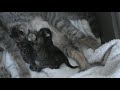 Newborn Kittens Duke it Out For Milk