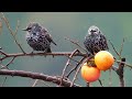 Beautiful Birds Singing - Calming Piano Music & Nature Sounds for Effective Studying and Relaxation