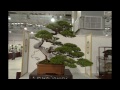 Bonsai Exhibition 2013 in Taipei Part 3 第十八回全國盆栽展