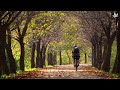 Relaxing Autumn 4K Video with Fallen Leaves and Soothing Music