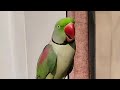 Beautiful Parrot - Alexandine Parakeet Hand Tamed Parrot