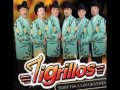 tigrillos - 039