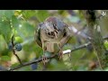 Beautiful Birds in Nature Compilation 4K Video with Piano Music to Relax and Sleep