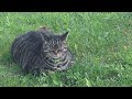 Beautiful Pet Cat at Kings Masting Park: July 23