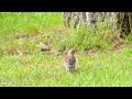 Several Fieldfares forage in the meadow